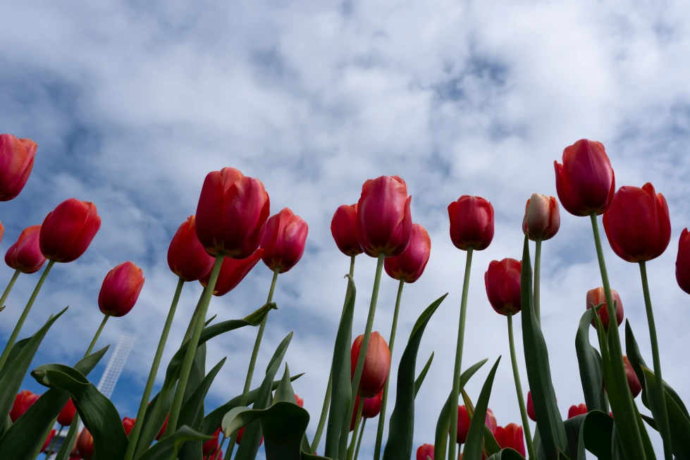 Climate Change Threatens Thousands of Plant Species — Weather